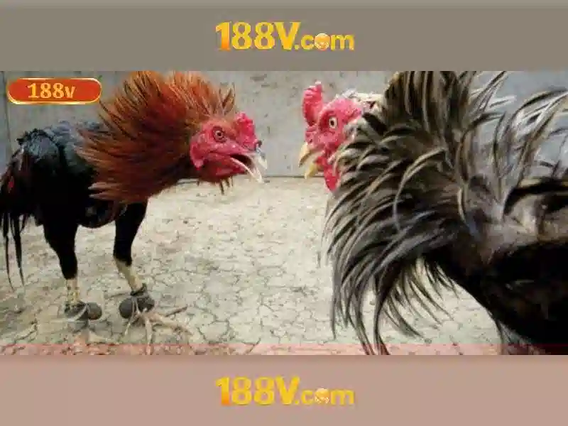 Nguồn gốc và ý nghĩa của 188v
